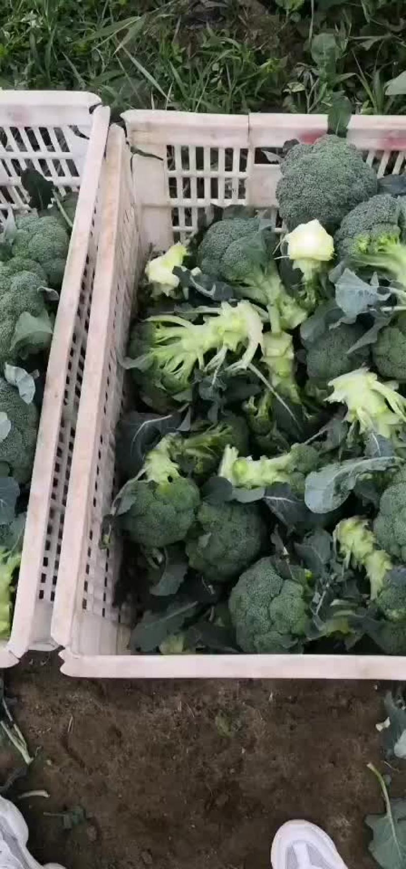 西兰花