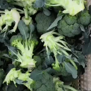 西兰花