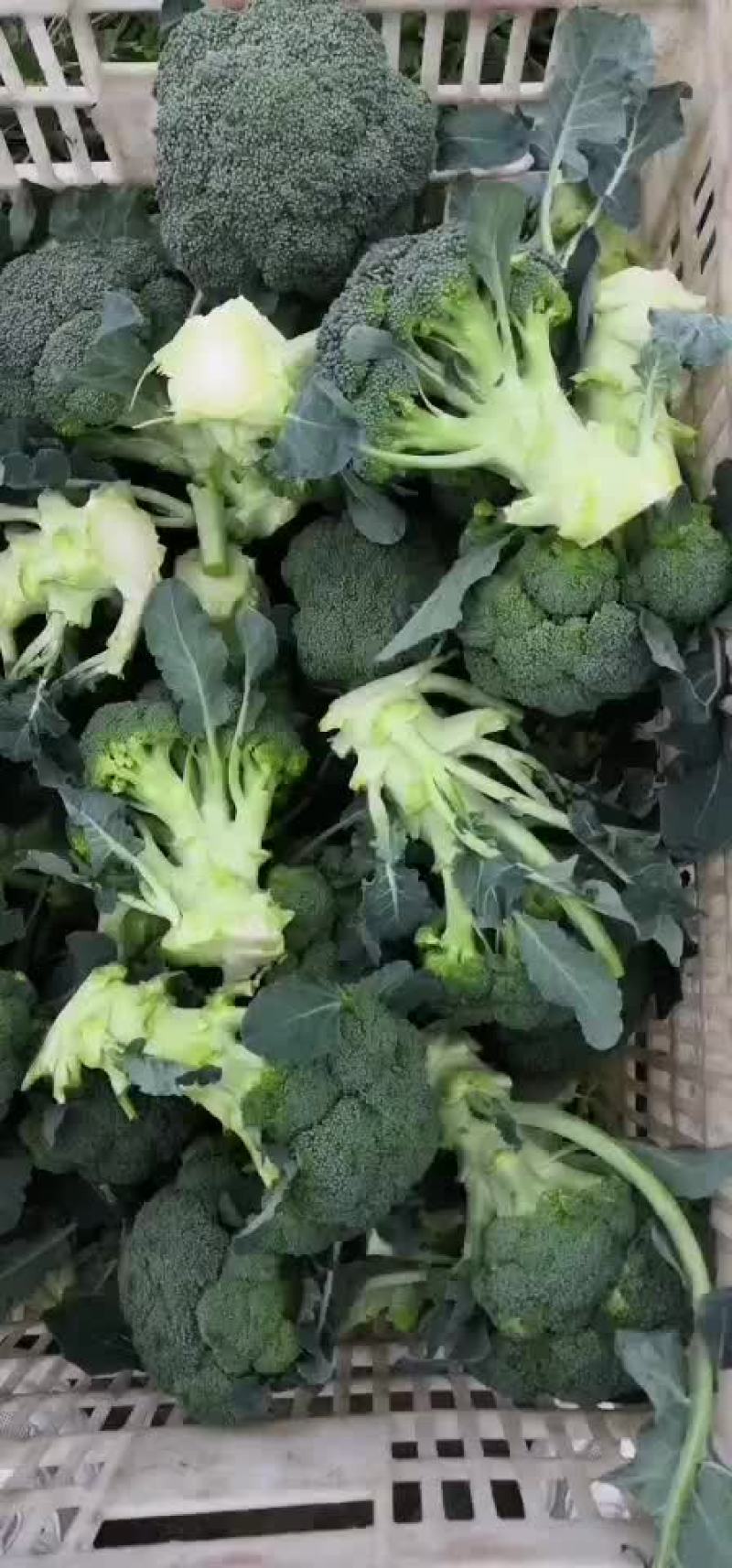 西兰花