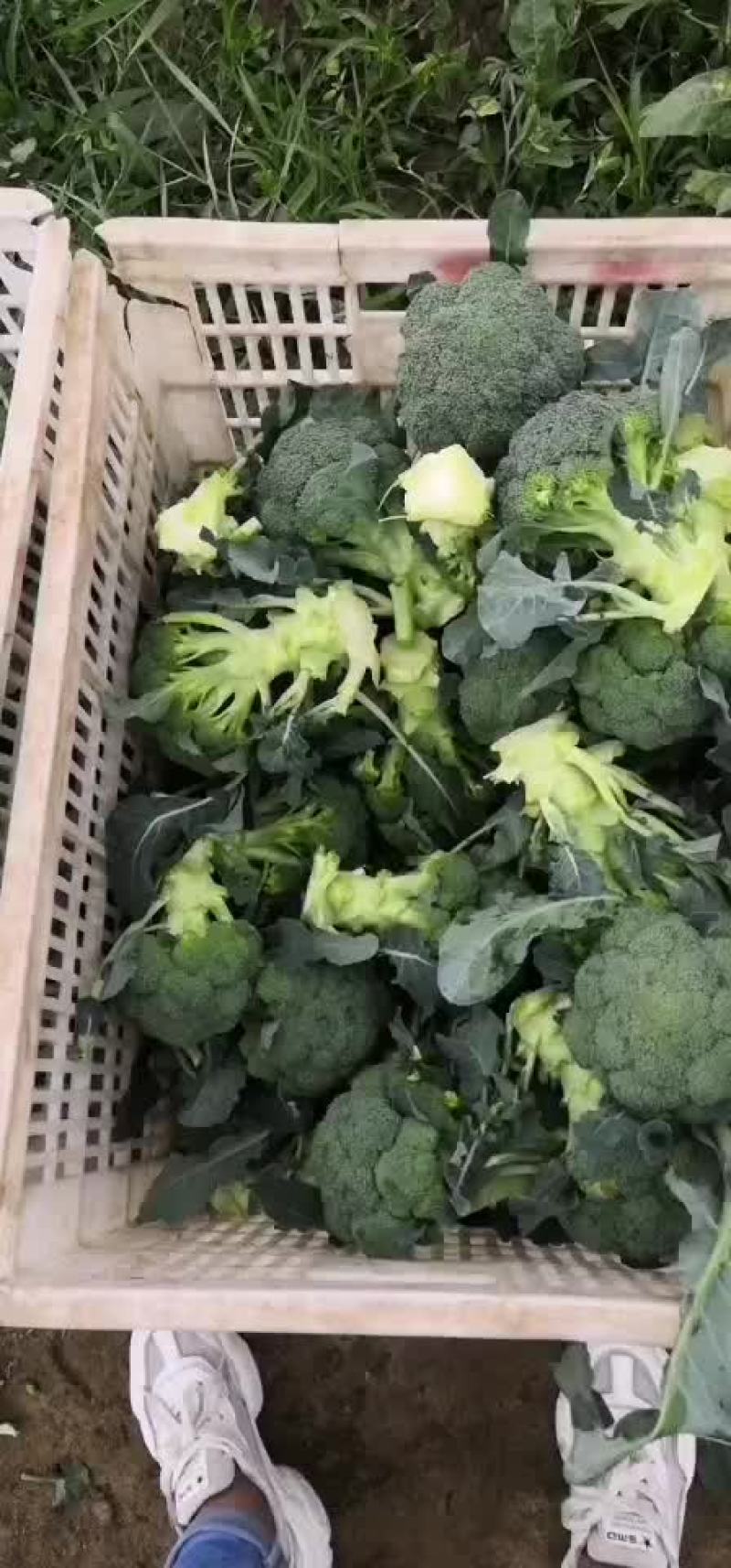 西兰花