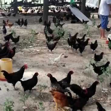 散养土鸡