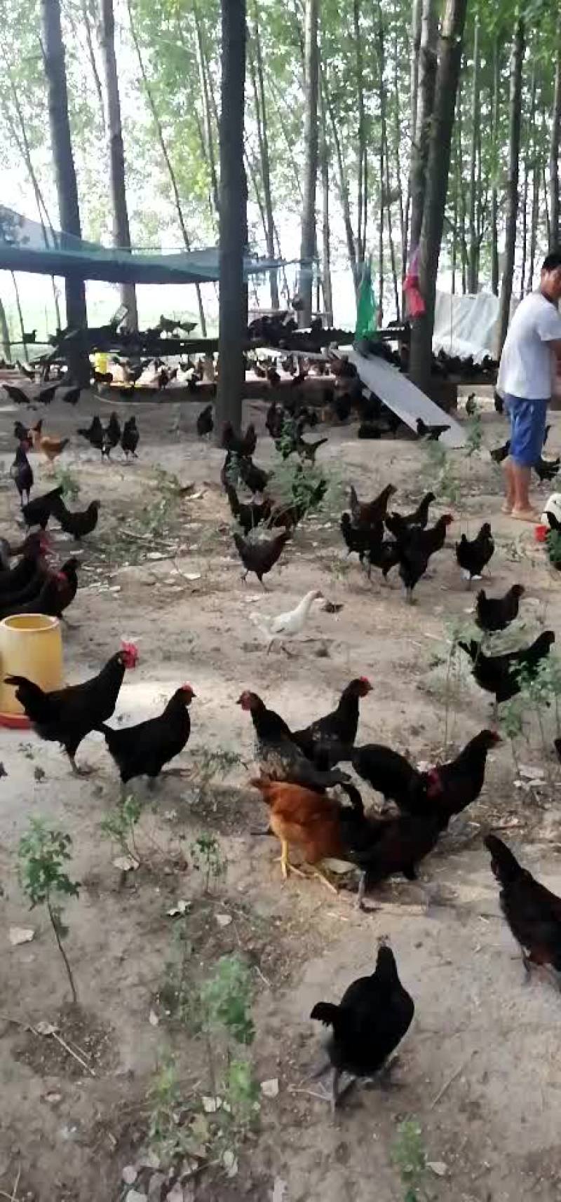 散养土鸡