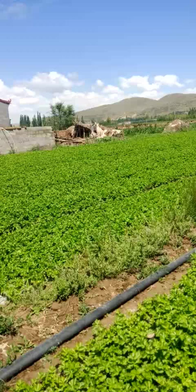 芹菜大量上市