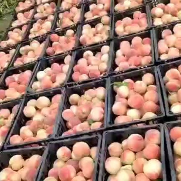 红不软桃