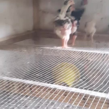 大脚鸡