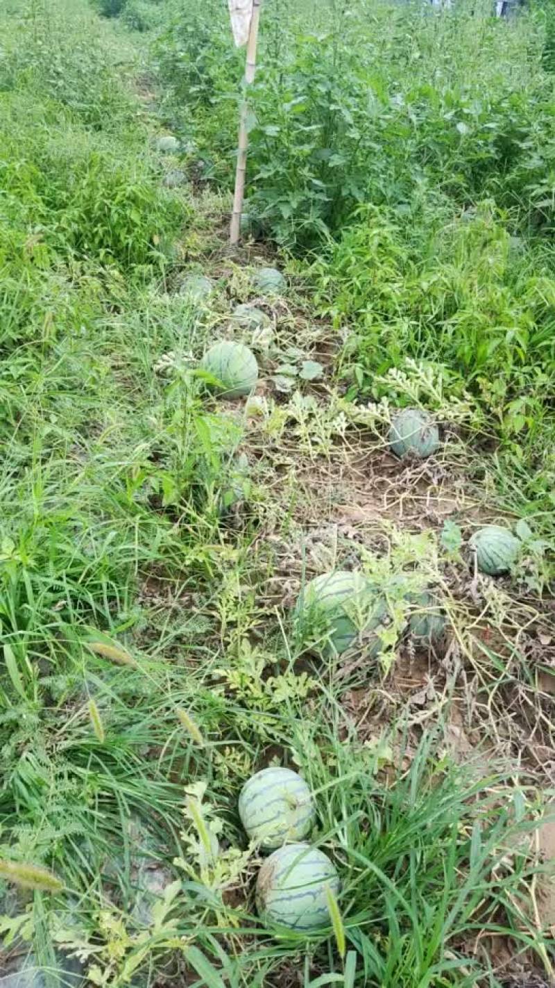 京新西瓜