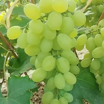 饶阳葡萄心连心代办处