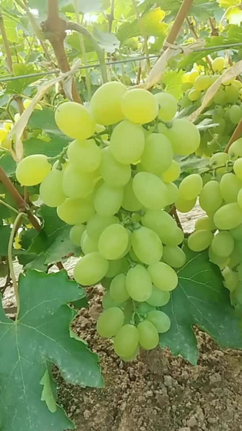 饶阳葡萄心连心代办处