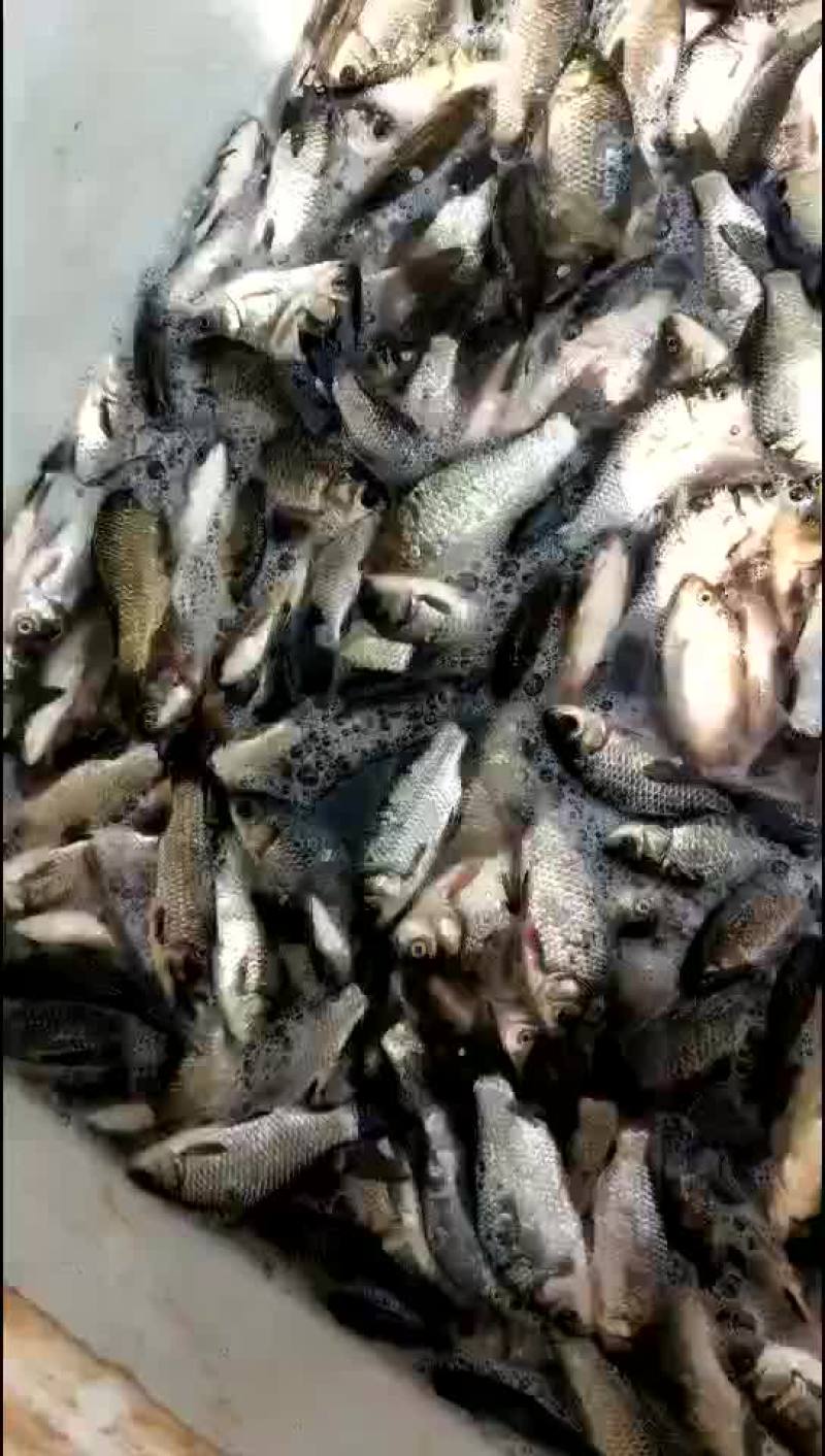鲫鱼大量上市需要加工的老板可以打电话