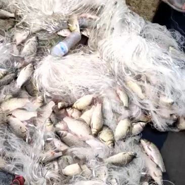 鲫鱼大量上市需要加工的老板可以打电话
