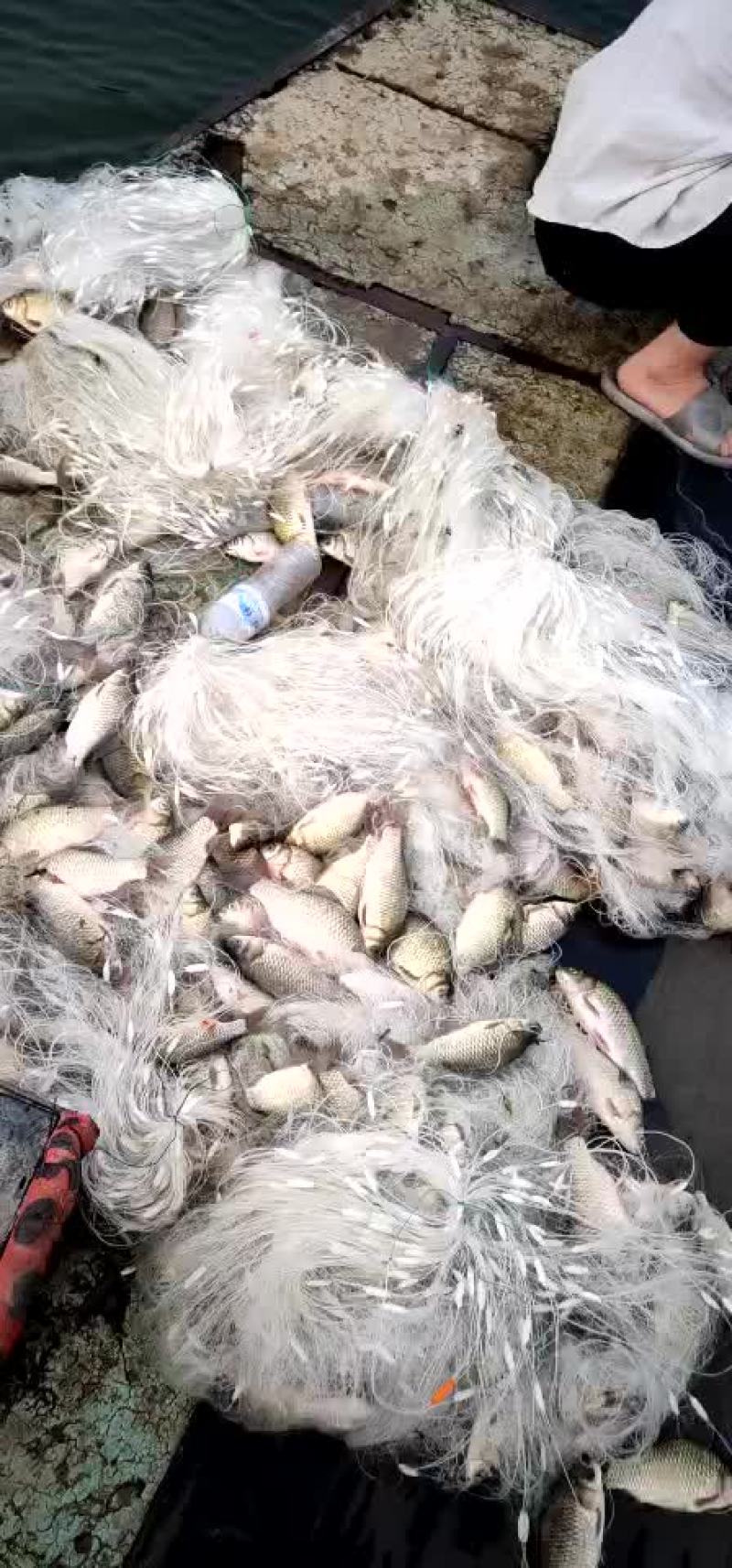 鲫鱼大量上市需要加工的老板可以打电话