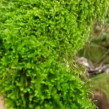 苔藓