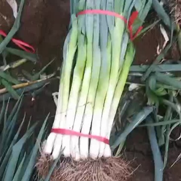 大葱