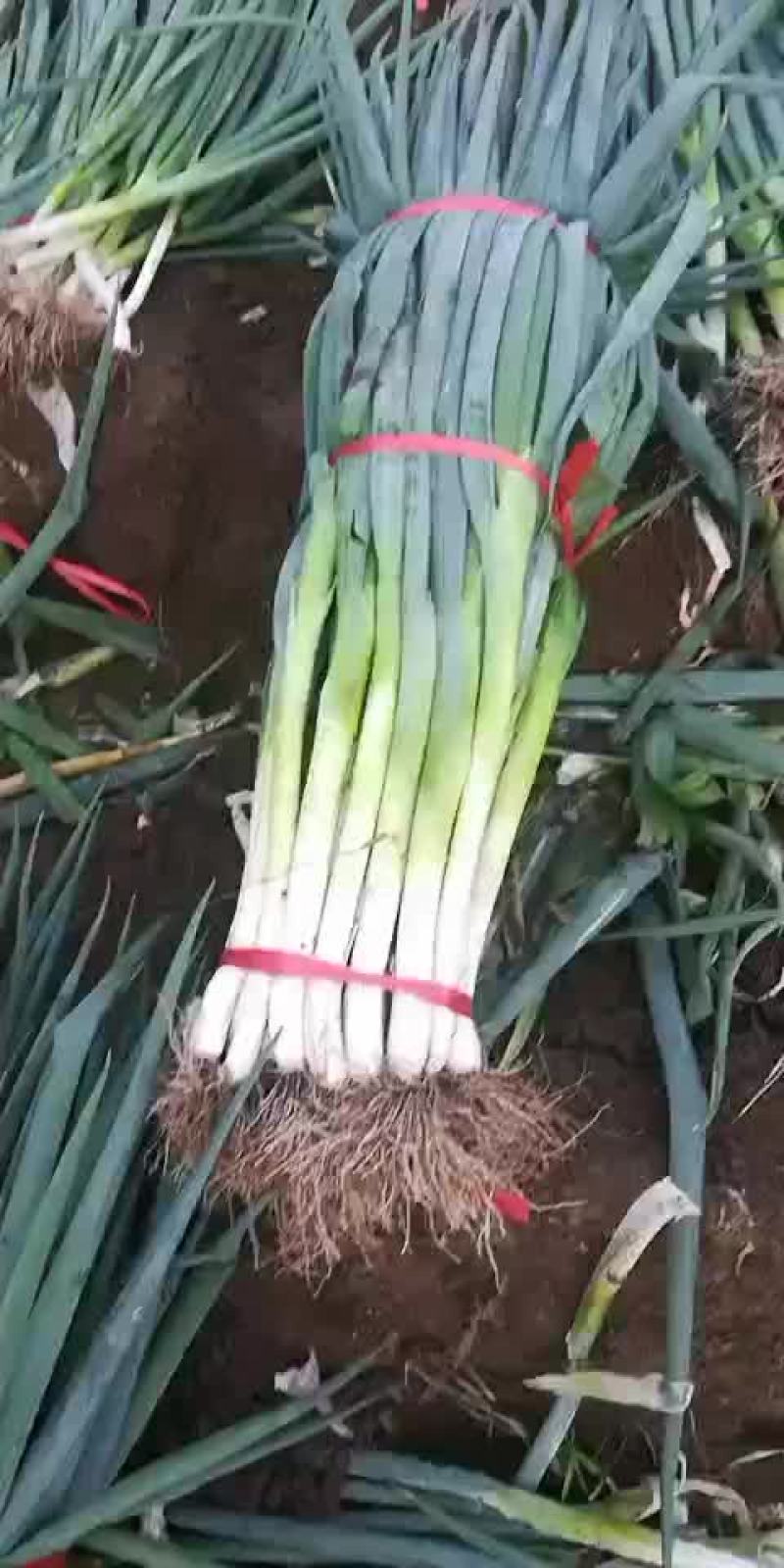 大葱