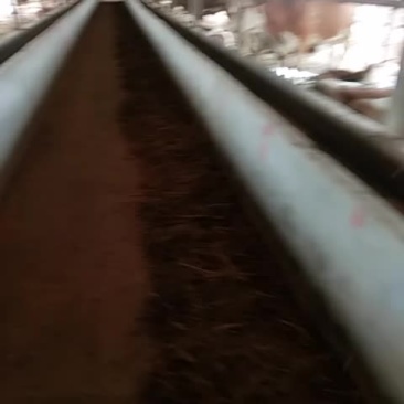 出售各种改良品种牛犊，西门塔牛，鲁西黄牛犊黑白花牛犊