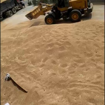 小麦出售