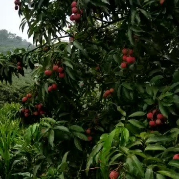 供应中国最大章油王国荔枝