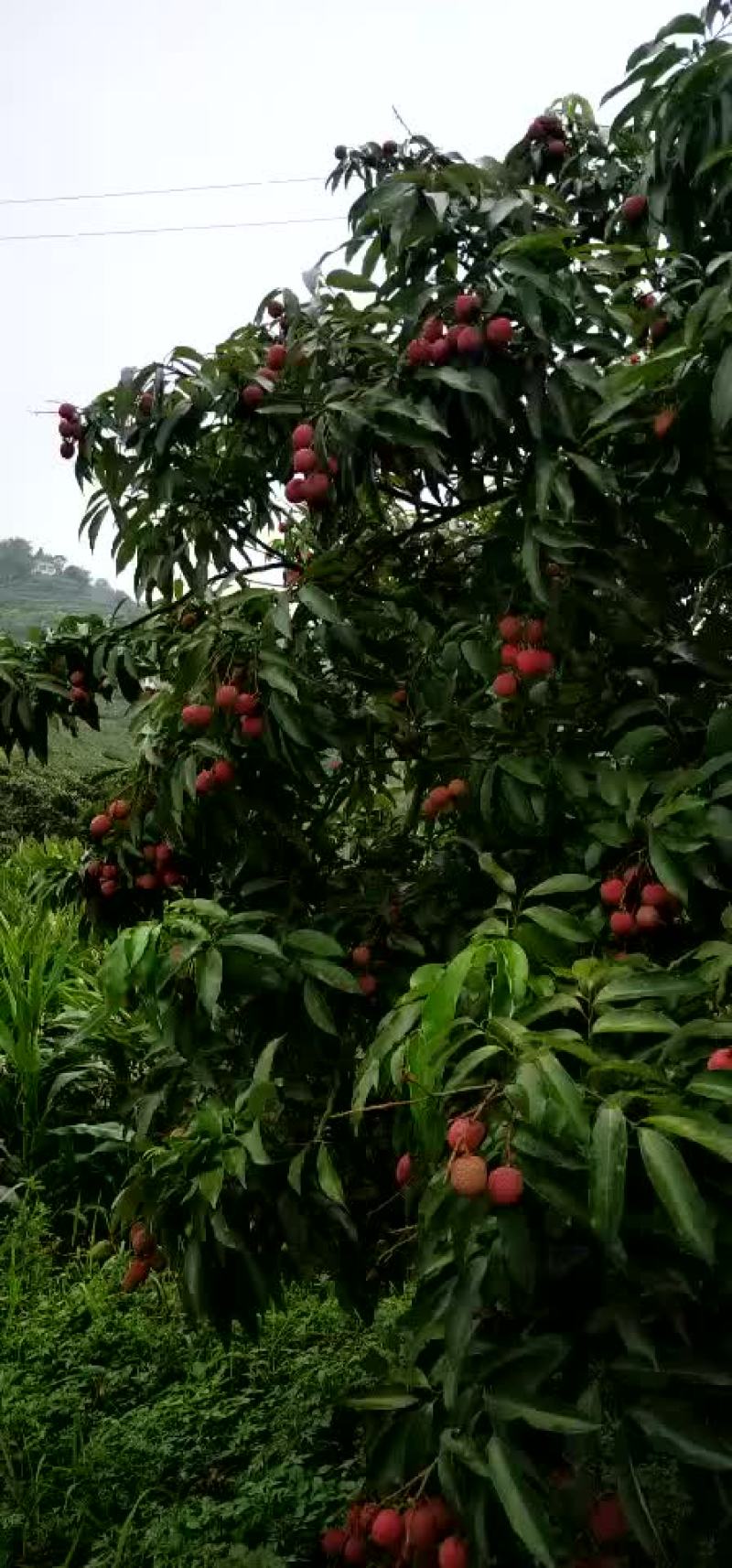 供应中国最大章油王国荔枝