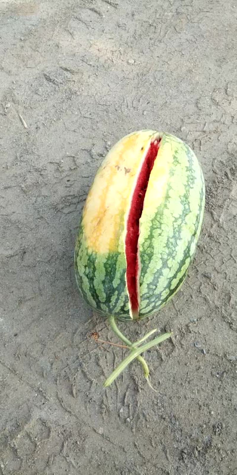 冠龙西瓜直播苗不嫁接，产地直销一手货