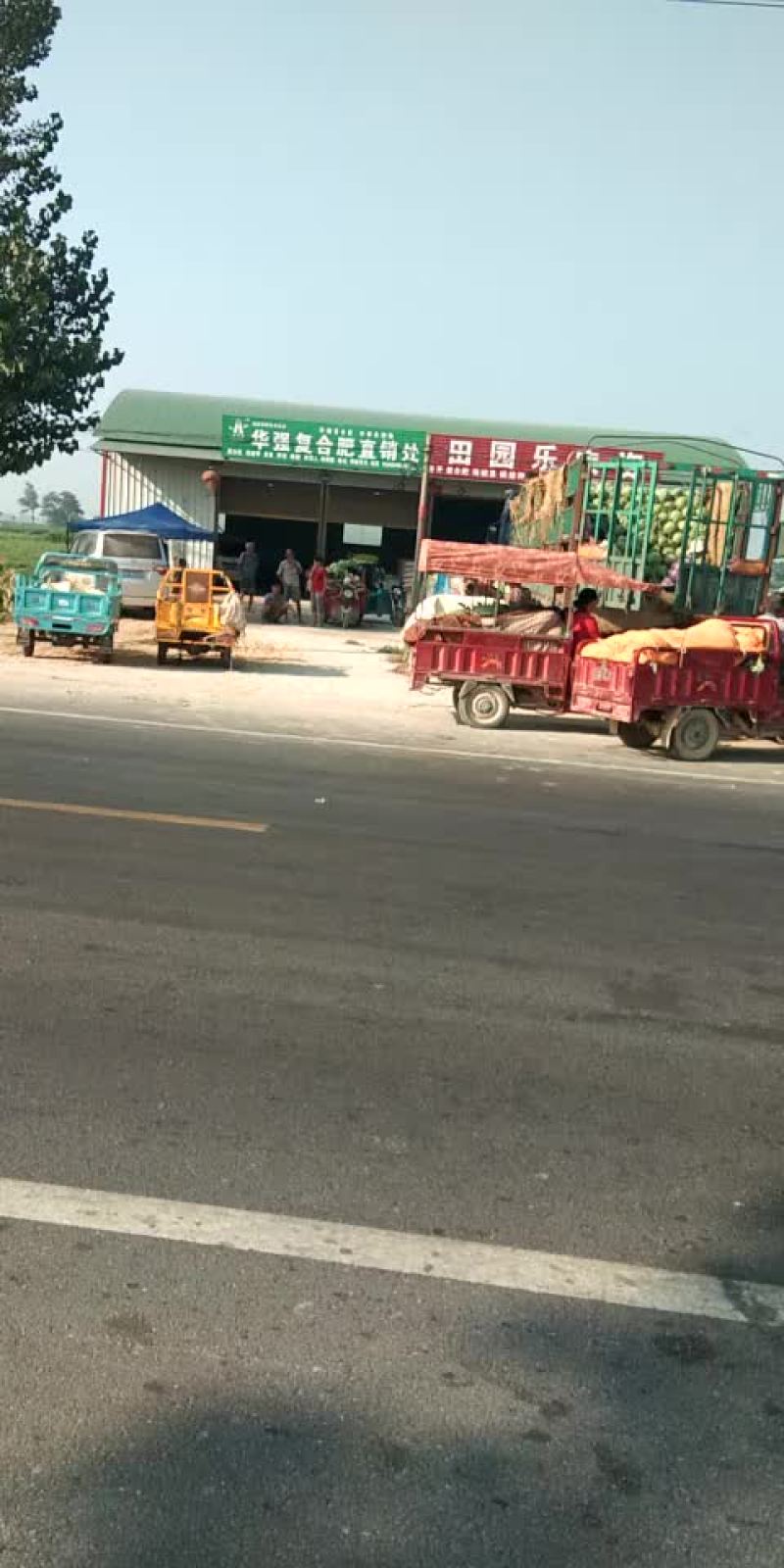 冠龙西瓜直播苗不嫁接，产地直销一手货