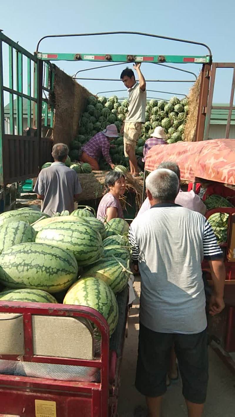 冠龙西瓜直播苗不嫁接，产地直销一手货