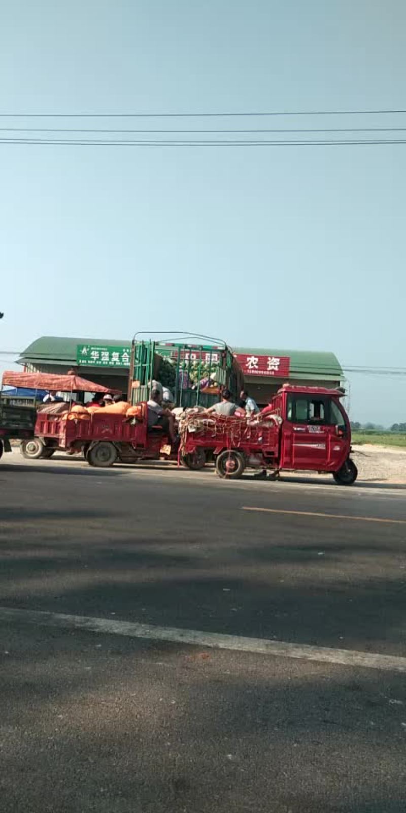 冠龙西瓜直播苗不嫁接，产地直销一手货