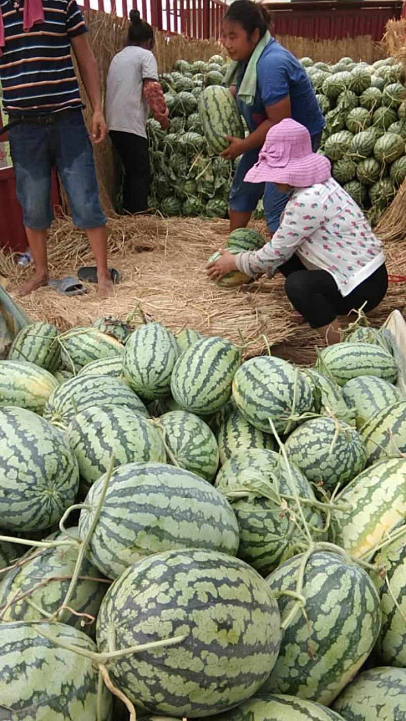 冠龙西瓜直播苗不嫁接，产地直销一手货