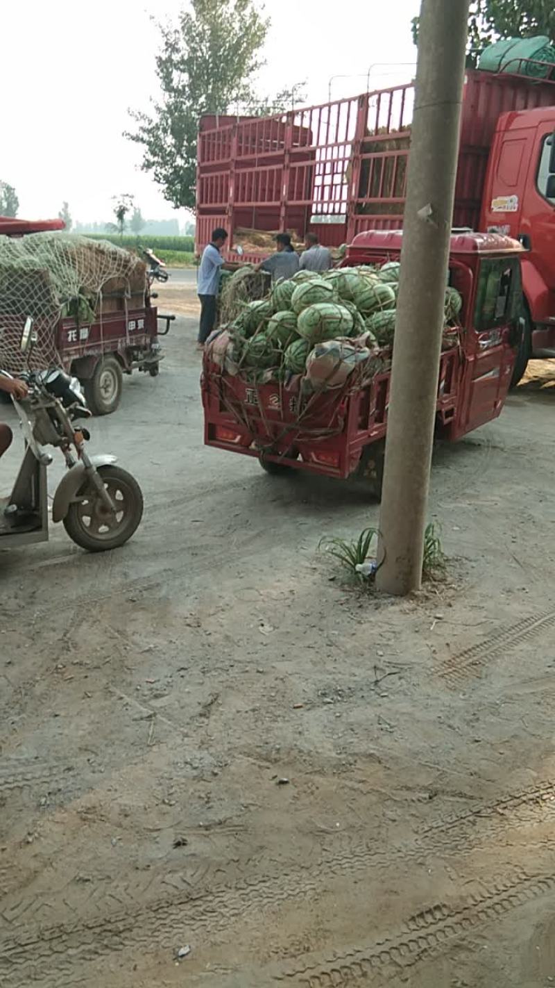 冠龙西瓜直播苗不嫁接，产地直销一手货
