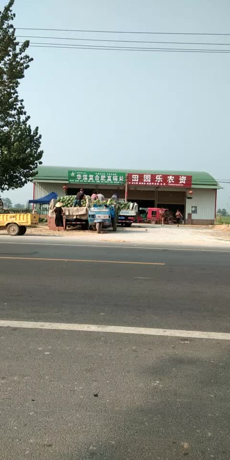 冠龙西瓜直播苗不嫁接，产地直销一手货