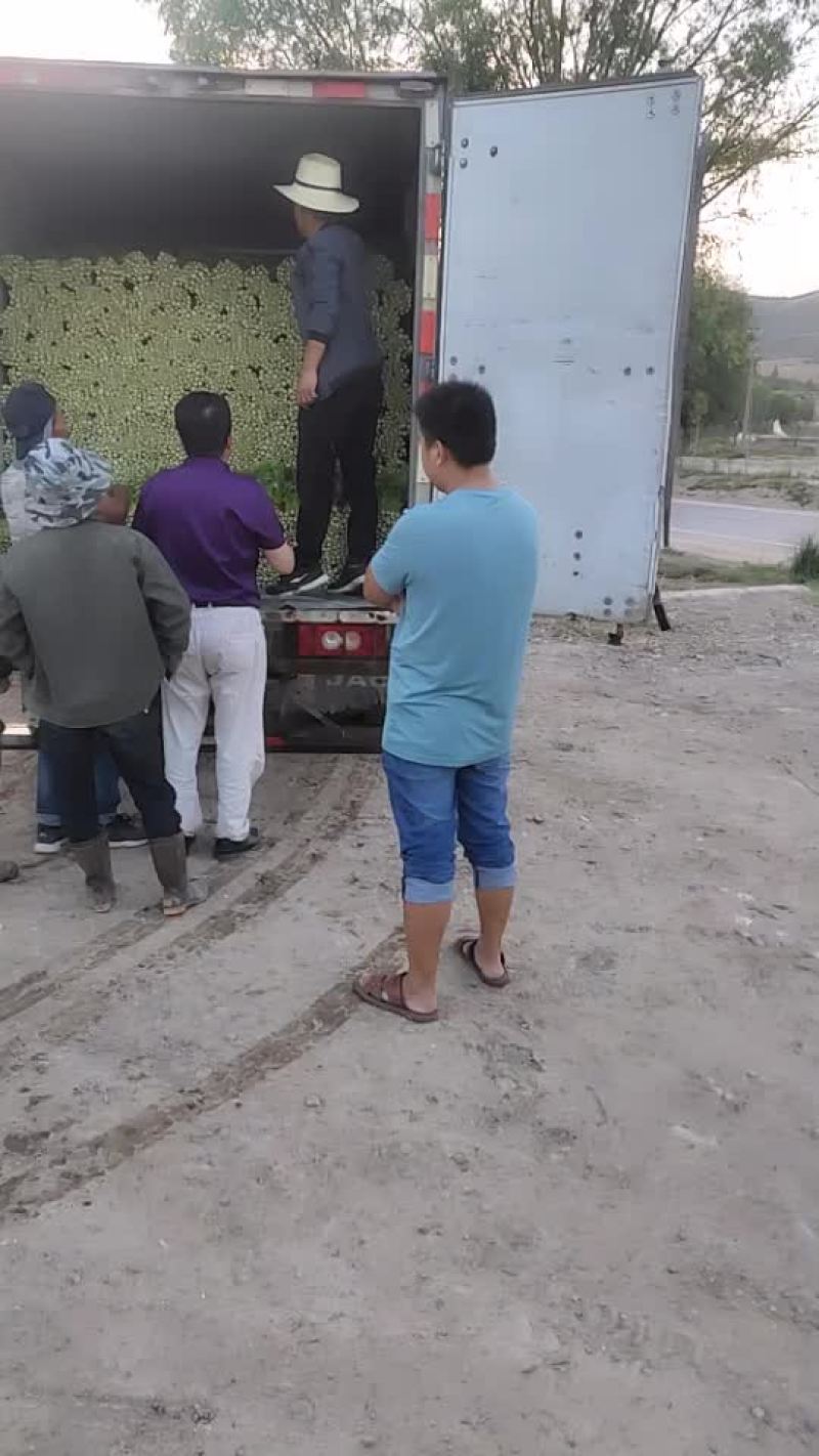 大量供应毛芹