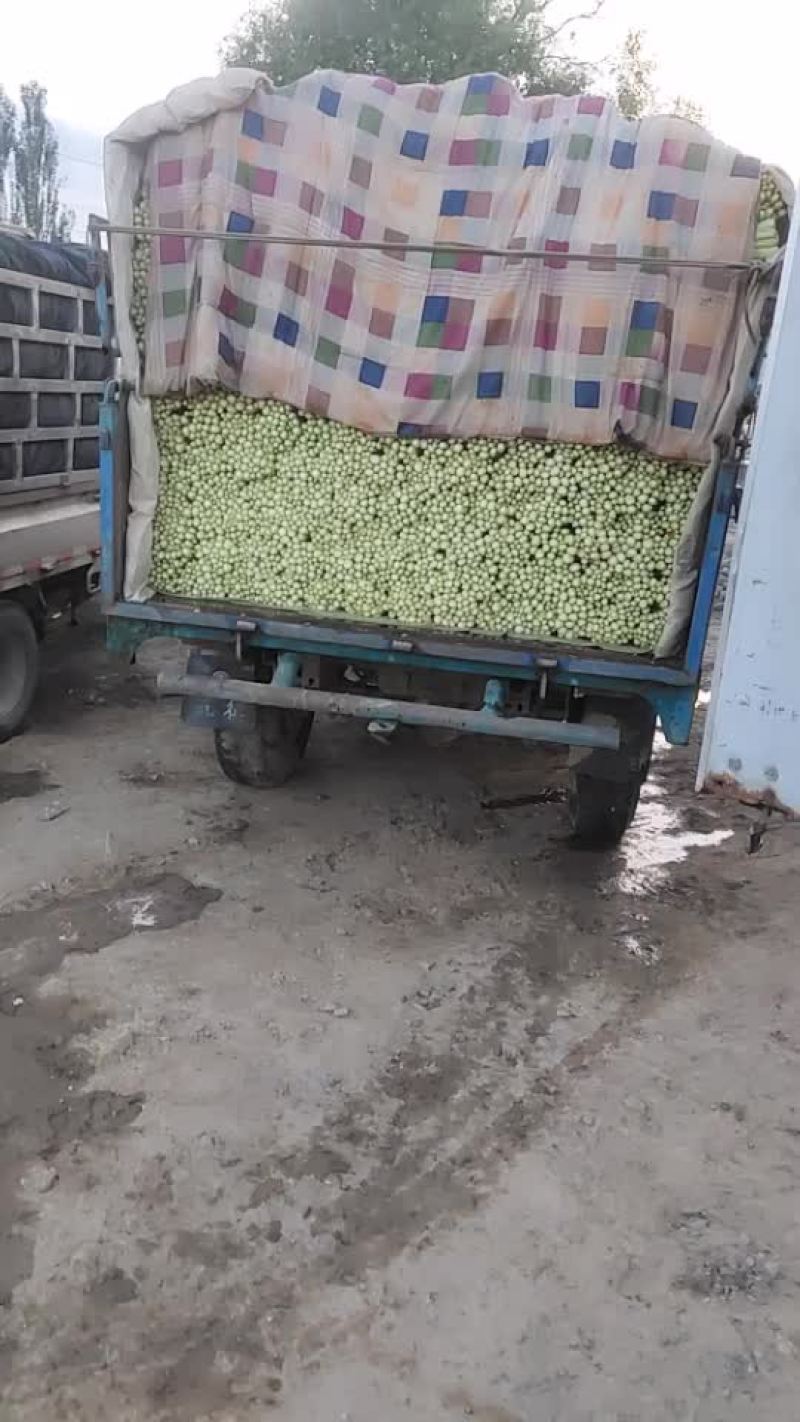大量供应毛芹