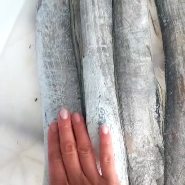 中刀鱼