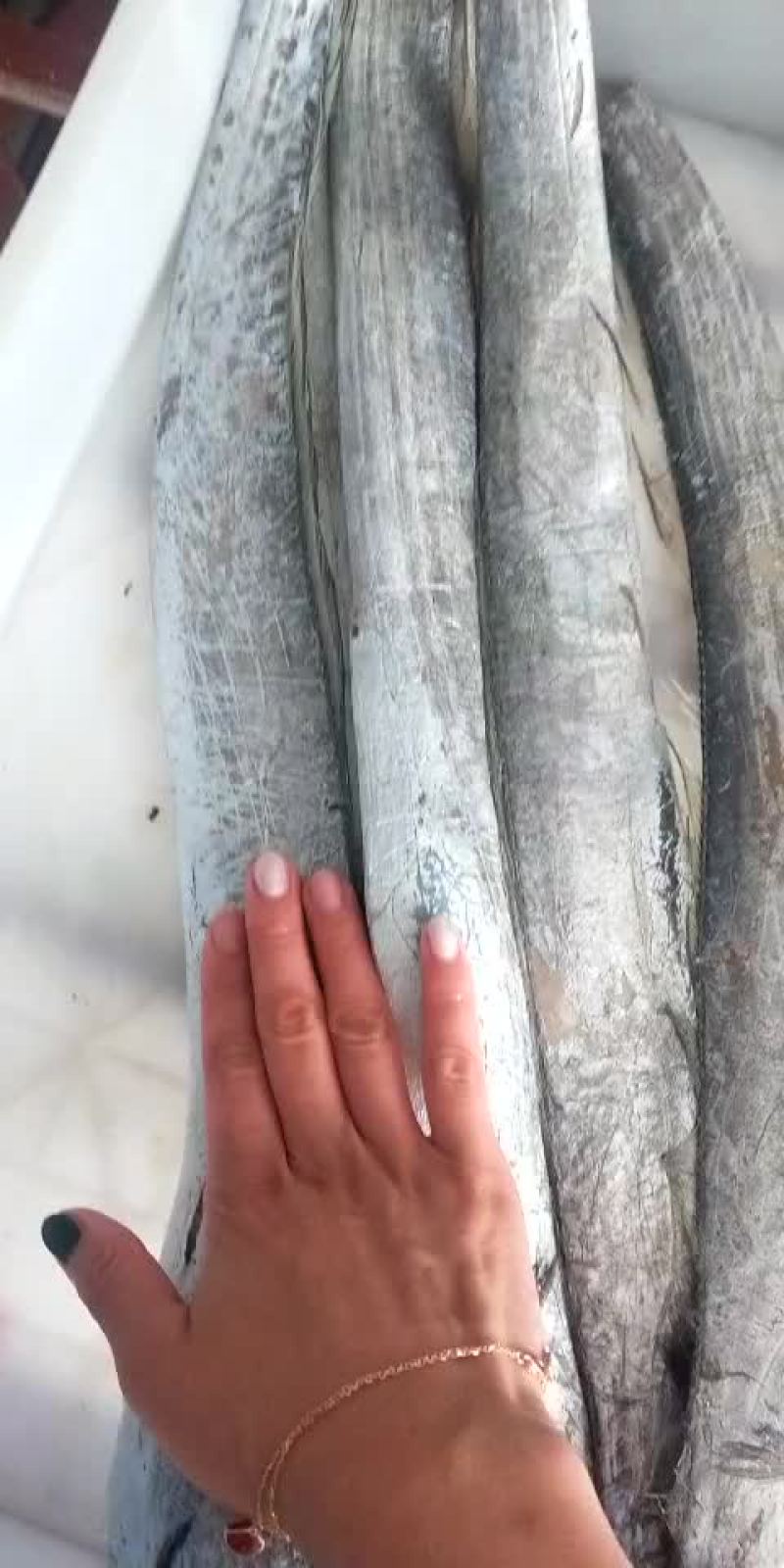 中刀鱼