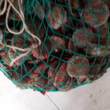 扇贝
