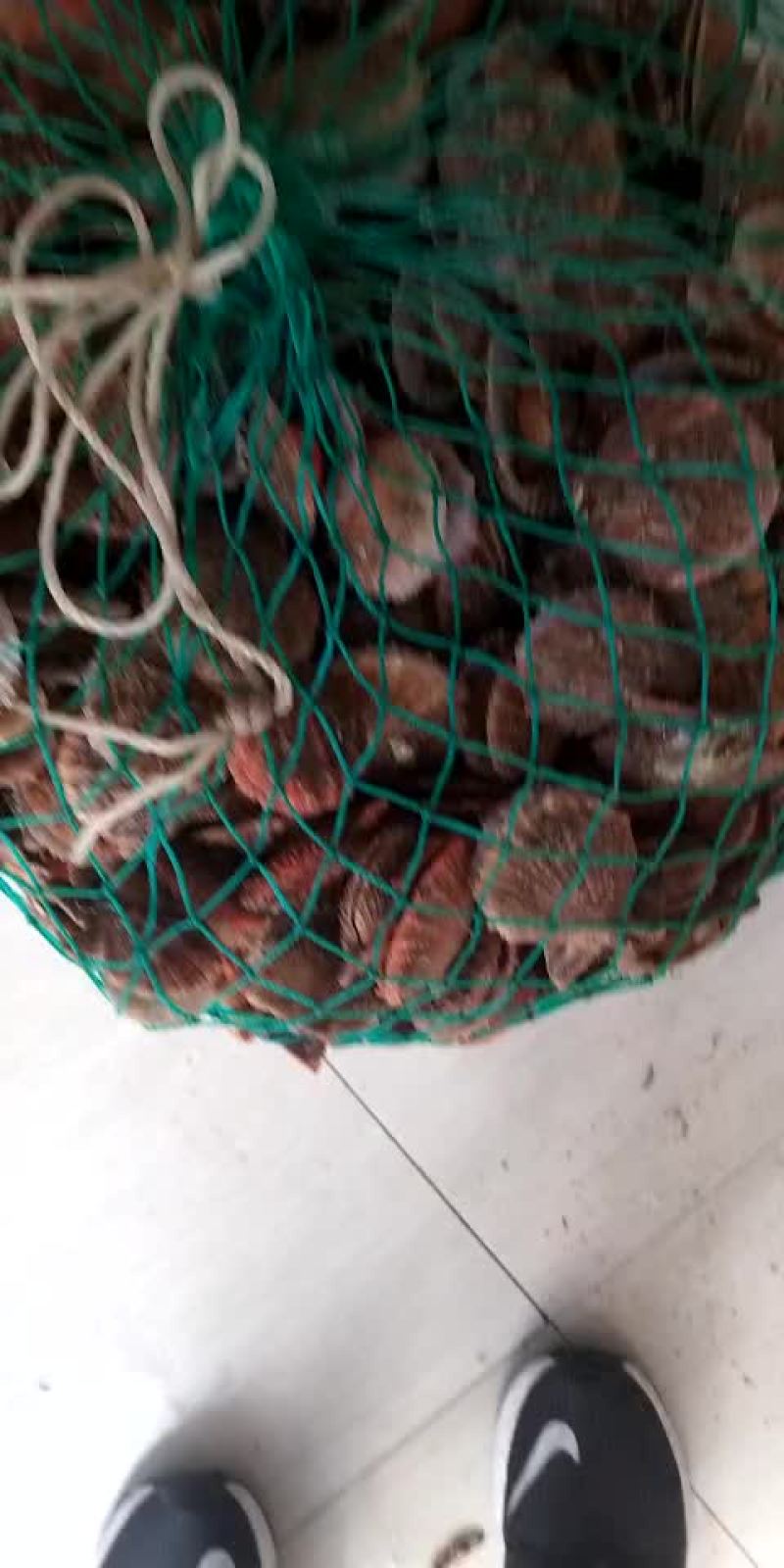 扇贝