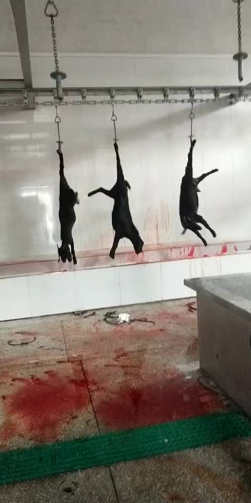 黑山羊肉