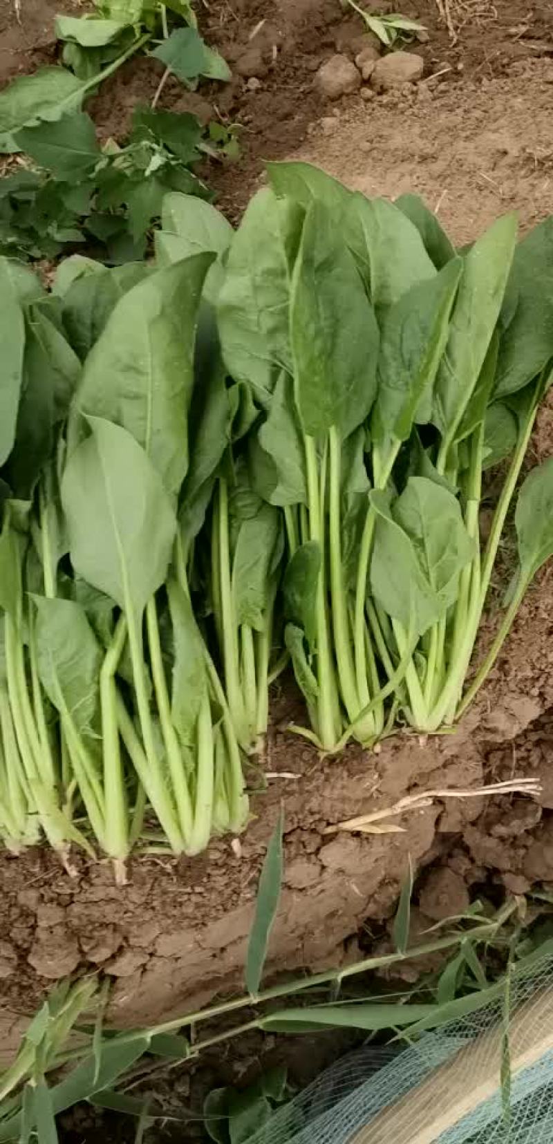菠菜