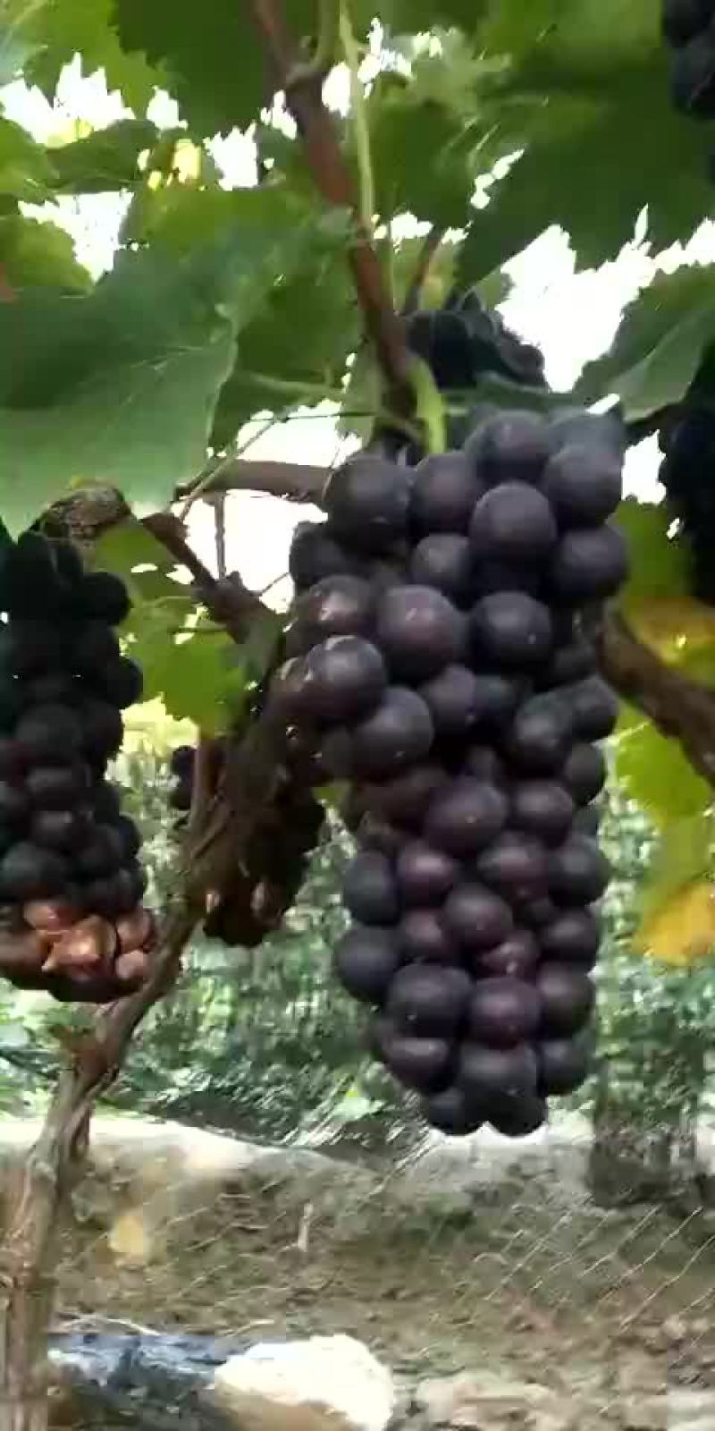 早熟梨