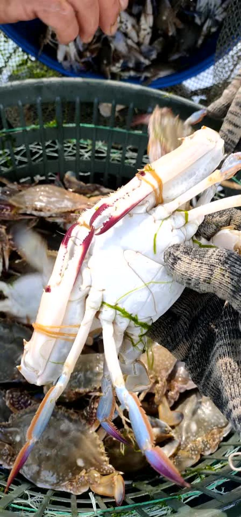 梭子蟹飞蟹蟹类小船货地笼货拉网货丝网货质量很肥肉质鲜美