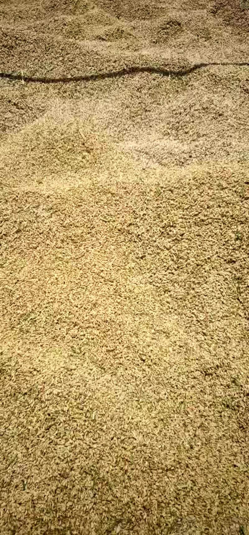 稻谷