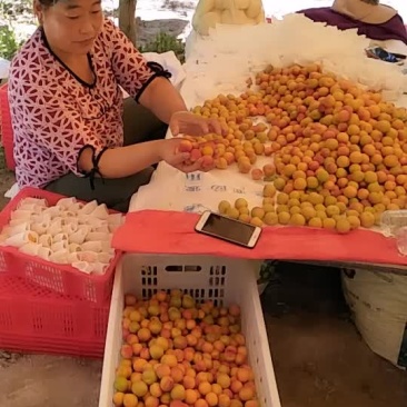 杏干
