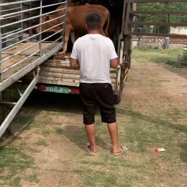 肉牛养殖场