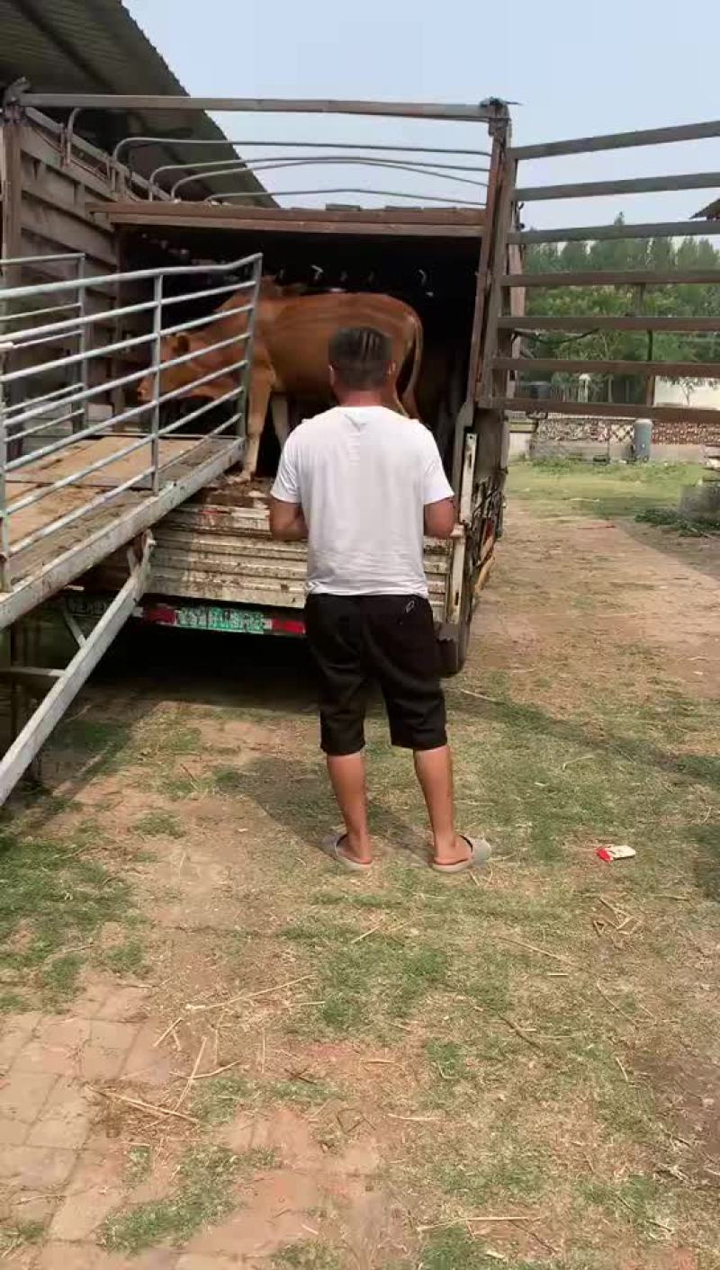 肉牛养殖场