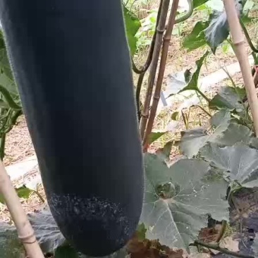 黑皮冬瓜吊瓜