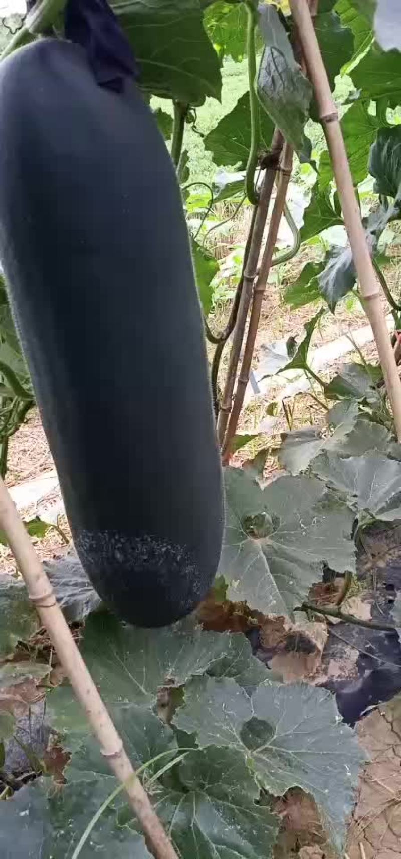 黑皮冬瓜吊瓜