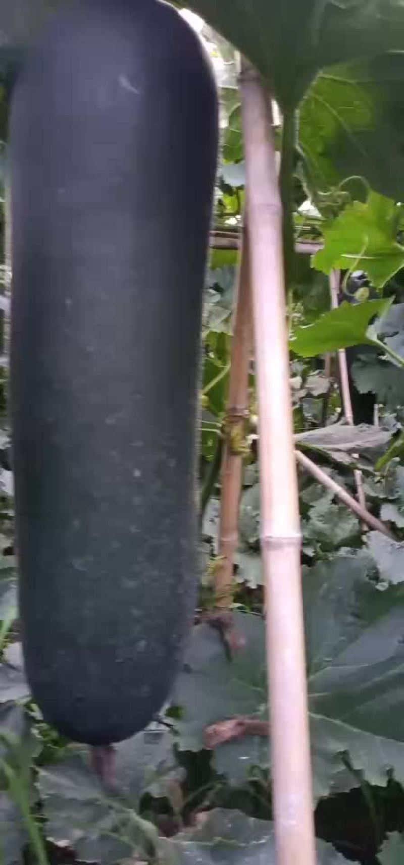 黑皮冬瓜吊瓜