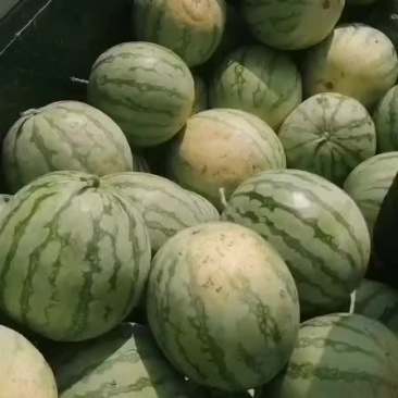湖北钟祥官庄湖农场西瓜大量上市！
