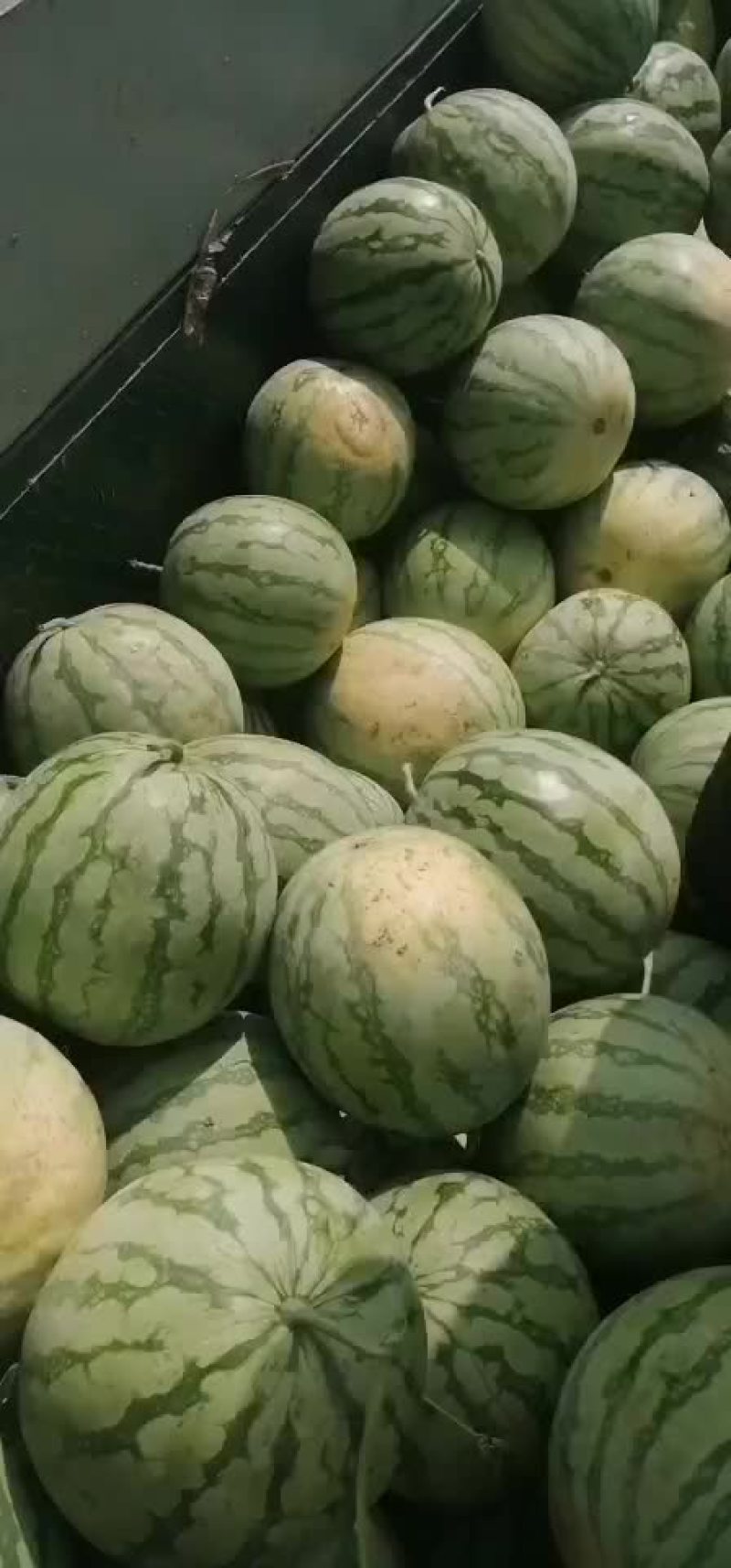 湖北钟祥官庄湖农场西瓜大量上市！