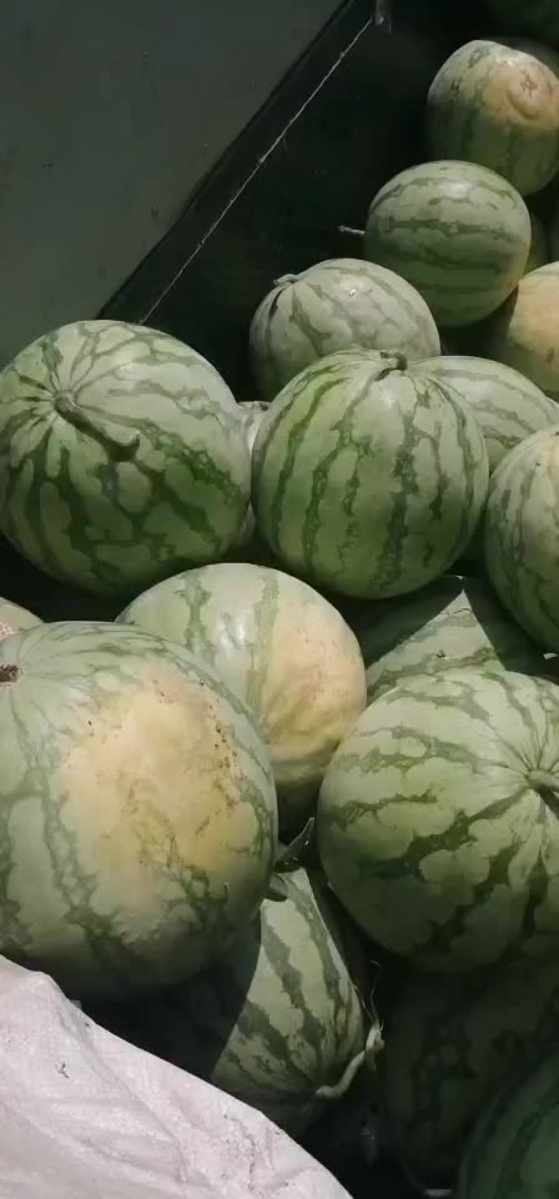 湖北钟祥官庄湖农场西瓜大量上市！