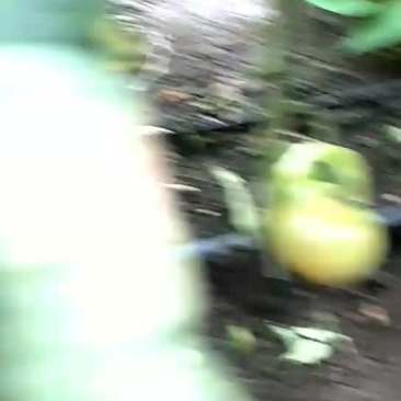 柿子